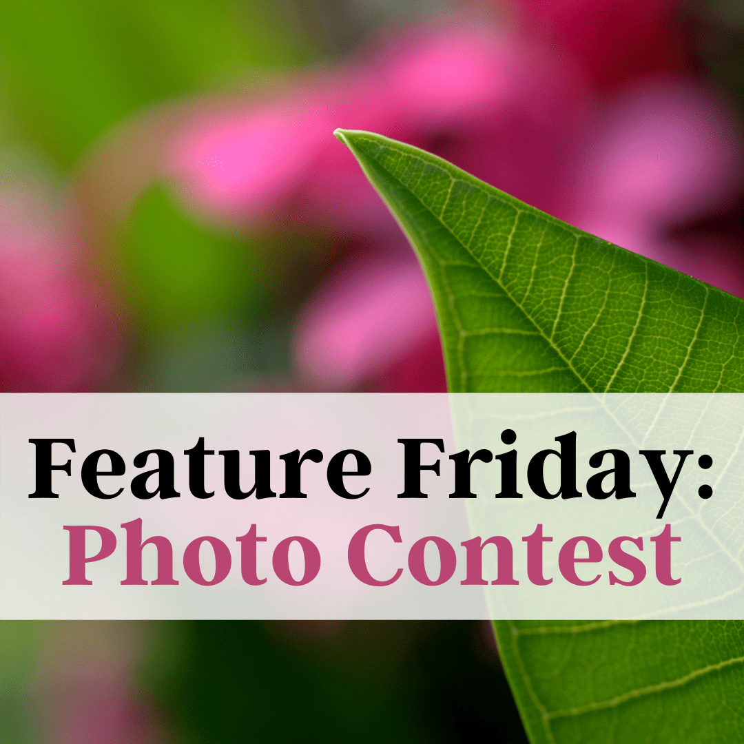 Feature Friday: Photo Contest